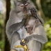 monkey_macaque_balinese_mf_ubud_v_0669_bal0679.jpg